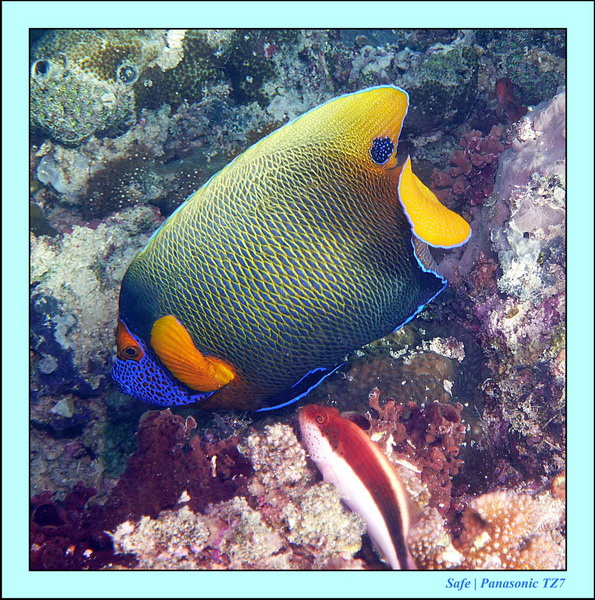 2011 - 08 - Borneo - Sipadan 082